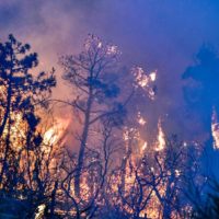 الحرارة الشديدة تجتاح العالم: الحرائق تؤدي إلى كارثة بشرية وخسائر بيئية هائلة في أنحاء الكوكب”