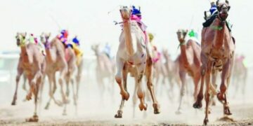 مهرجان ولي العهد للهجن