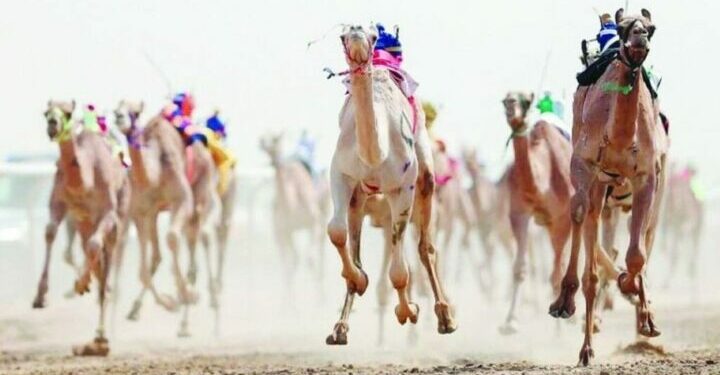 مهرجان ولي العهد للهجن